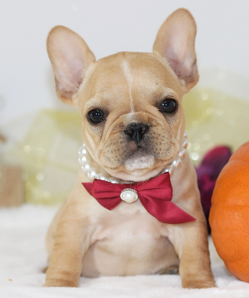 French Bulldog Puppy Socialization: