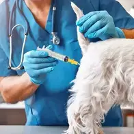 French Bulldog Artificial Insemination