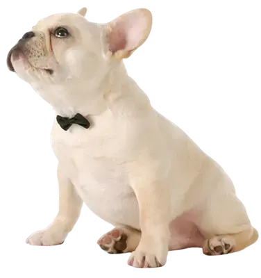 Must Be Frenchies Contact us Must Be Frenchies Contact us