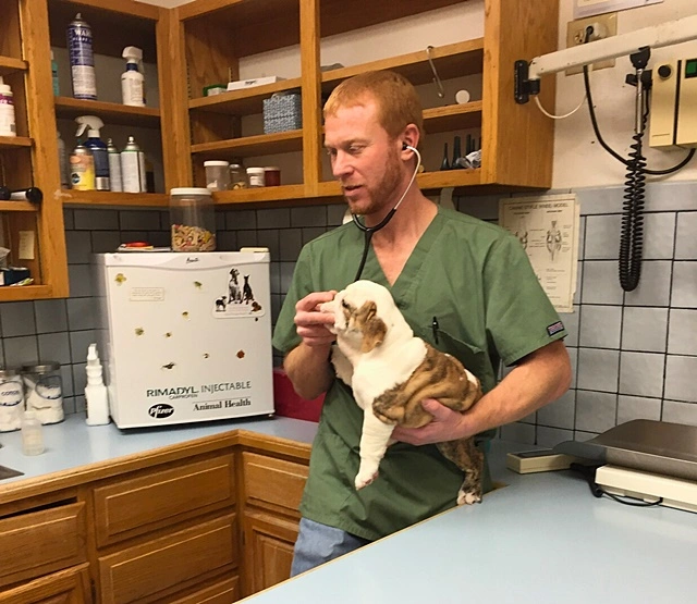 Veterinarian French Bulldog Health Veterinarian French Bulldog Health