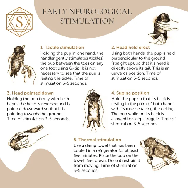 Early-Neurological-Stimulation) (1) Puppy ENS Early Neurological Stimulation