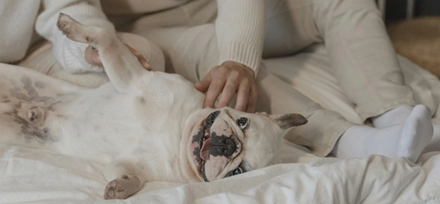french bulldog adoption adult French Bulldog adoption adult