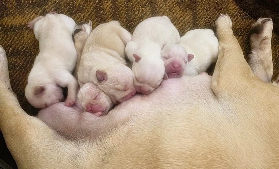 french bulldog breeders litter French Bulldog breeders puppy litter