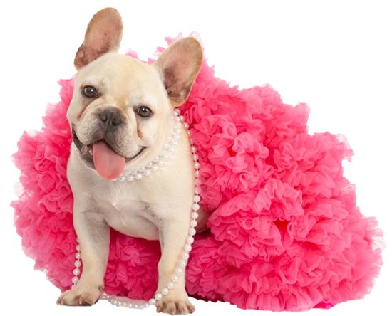 french bulldog puppies pink tutu french bulldog puppies with pink tutu