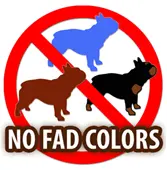 no fad color French Bulldogs