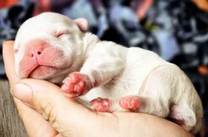 french bulldog puppies for sale french bulldog puppies for sale