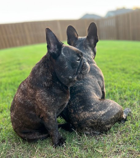 Available French Bulldog Puppies For Sale 9 ChIJkfAij7DZ32wRTkokspJKIao img 6338bf7c1dacc0f6491ffc6f1b8d407f