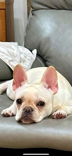 Available French Bulldog Puppies For Sale 5 ChIJkfAij7DZ32wRTkokspJKIao img 6bb30b7698c4151d93f2430714242df7