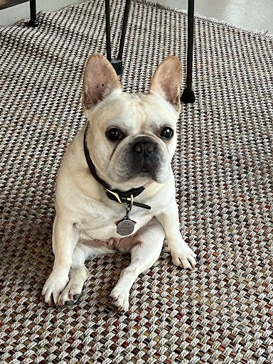 Available French Bulldog Puppies For Sale 12 ChIJkfAij7DZ32wRTkokspJKIao img 6dac931b73ccef8d2765a114e4836213