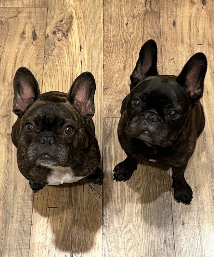 Available French Bulldog Puppies For Sale 7 ChIJkfAij7DZ32wRTkokspJKIao img 7ce8a6c354013d150c7a0ba8c69d416c