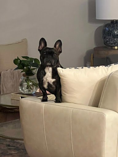 Available French Bulldog Puppies For Sale 8 ChIJkfAij7DZ32wRTkokspJKIao img 8c6e409fd79f681b8617749885deb7db