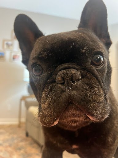 Available French Bulldog Puppies For Sale 10 ChIJkfAij7DZ32wRTkokspJKIao img a81c2095779903c8f92e001480717eab